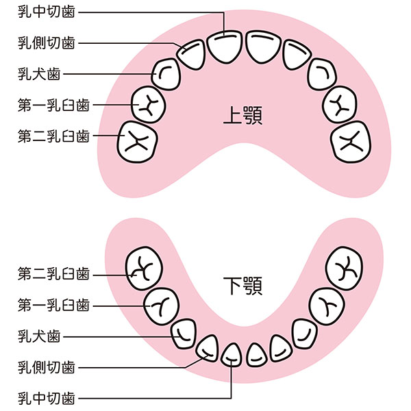 乳歯の詳細